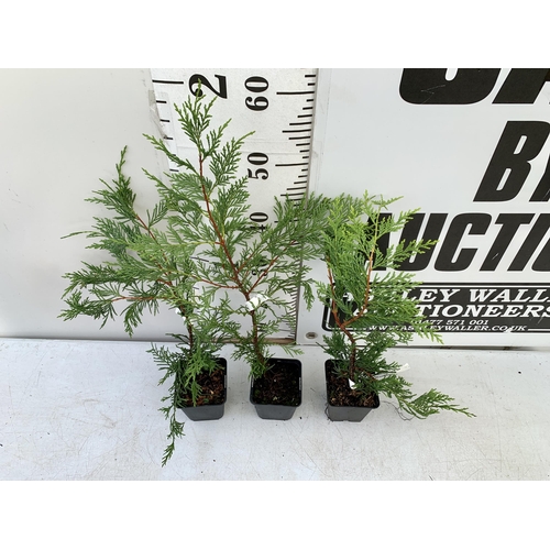 161 - THREE CONIFERS, ONE CUPRESSOCYPARIS CASTLEWELLAN, ONE GOLDRIDER, AND TWO LEYLANDII. APPROX 50-60CM I... 