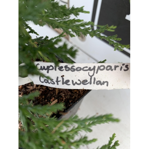 161 - THREE CONIFERS, ONE CUPRESSOCYPARIS CASTLEWELLAN, ONE GOLDRIDER, AND TWO LEYLANDII. APPROX 50-60CM I... 