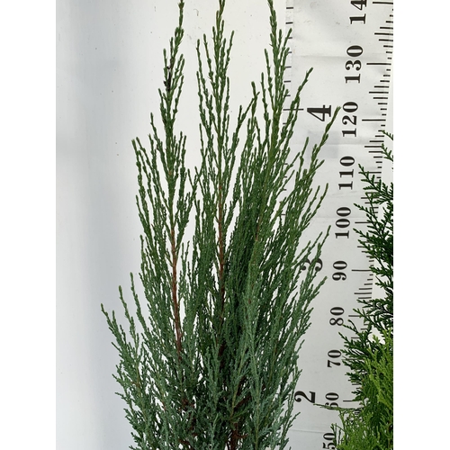 162 - THREE LARGE VARIETIES OF CONIFER- ONE JUNIPERUS SCOPULORUM 'BLUE ARROW', ONE THUJA OCCIDENTALIS 'SMA... 