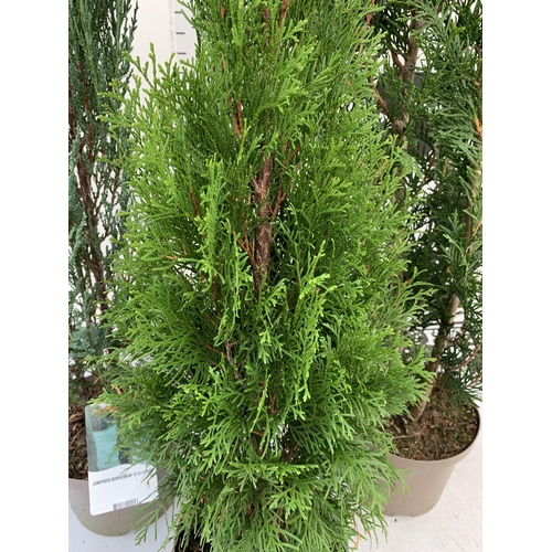 162 - THREE LARGE VARIETIES OF CONIFER- ONE JUNIPERUS SCOPULORUM 'BLUE ARROW', ONE THUJA OCCIDENTALIS 'SMA... 