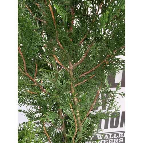 162 - THREE LARGE VARIETIES OF CONIFER- ONE JUNIPERUS SCOPULORUM 'BLUE ARROW', ONE THUJA OCCIDENTALIS 'SMA... 