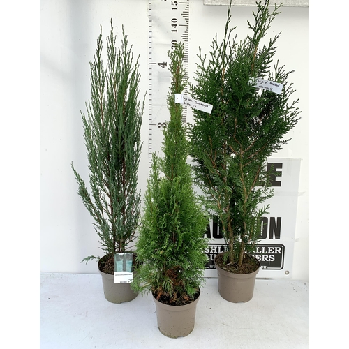 162 - THREE LARGE VARIETIES OF CONIFER- ONE JUNIPERUS SCOPULORUM 'BLUE ARROW', ONE THUJA OCCIDENTALIS 'SMA... 