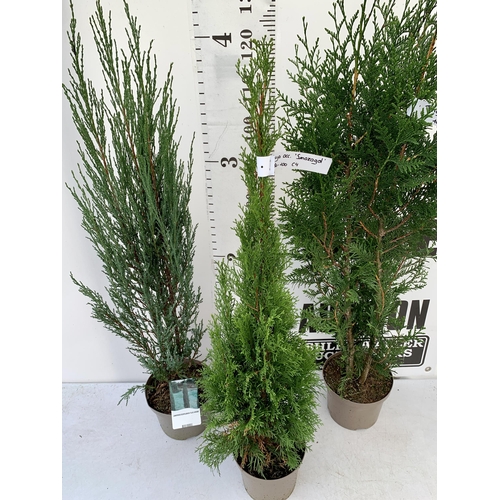 162 - THREE LARGE VARIETIES OF CONIFER- ONE JUNIPERUS SCOPULORUM 'BLUE ARROW', ONE THUJA OCCIDENTALIS 'SMA... 