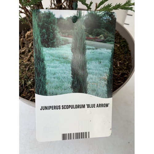 162 - THREE LARGE VARIETIES OF CONIFER- ONE JUNIPERUS SCOPULORUM 'BLUE ARROW', ONE THUJA OCCIDENTALIS 'SMA... 