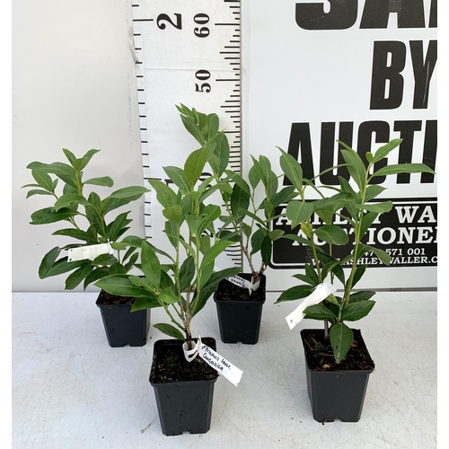 163 - FOUR HEDGING PRUNUS 'CAUCASICA' CHERRY LAUREL IN 9CM POTS. APPROX 40-50CM IN HEIGHT PLUS VAT TO BE S... 