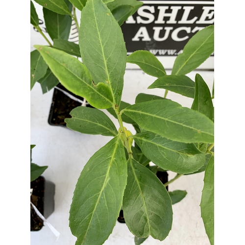 163 - FOUR HEDGING PRUNUS 'CAUCASICA' CHERRY LAUREL IN 9CM POTS. APPROX 40-50CM IN HEIGHT PLUS VAT TO BE S... 