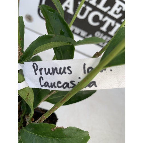 163 - FOUR HEDGING PRUNUS 'CAUCASICA' CHERRY LAUREL IN 9CM POTS. APPROX 40-50CM IN HEIGHT PLUS VAT TO BE S... 