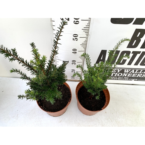 165 - TWO ENGLISH YEW, TAXUS BACCATA APPROX 50-70CM IN HEIGHT IN 5 LTR POTS. PLUS VAT TO BE SOLD FOR THE T... 