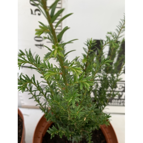 165 - TWO ENGLISH YEW, TAXUS BACCATA APPROX 50-70CM IN HEIGHT IN 5 LTR POTS. PLUS VAT TO BE SOLD FOR THE T... 