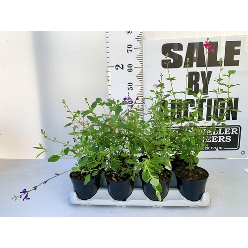 17 - EIGHT SALVIAS IN MIXED COLOURS ON A TRAY IN 1 LTR POTS. APPROX 50-70CM IN HEIGHT PLUS VAT TO BE SOLD... 