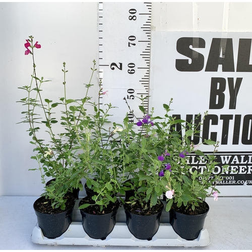 17 - EIGHT SALVIAS IN MIXED COLOURS ON A TRAY IN 1 LTR POTS. APPROX 50-70CM IN HEIGHT PLUS VAT TO BE SOLD... 