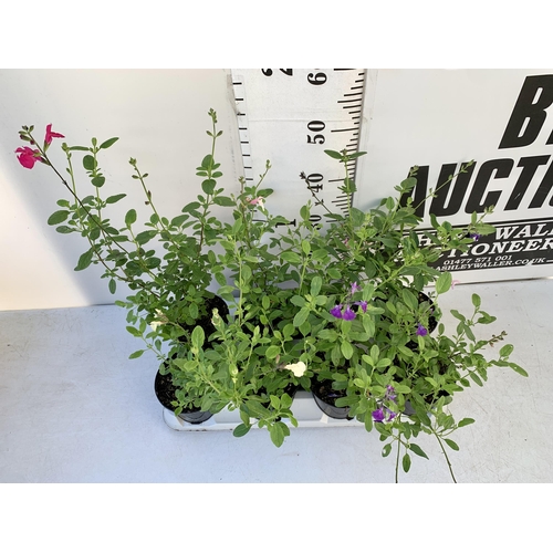 17 - EIGHT SALVIAS IN MIXED COLOURS ON A TRAY IN 1 LTR POTS. APPROX 50-70CM IN HEIGHT PLUS VAT TO BE SOLD... 