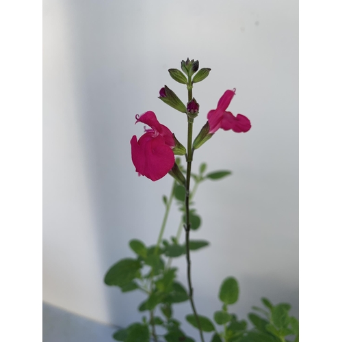 17 - EIGHT SALVIAS IN MIXED COLOURS ON A TRAY IN 1 LTR POTS. APPROX 50-70CM IN HEIGHT PLUS VAT TO BE SOLD... 