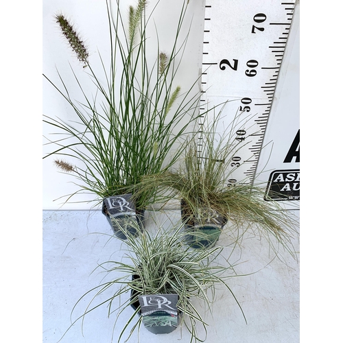 171 - THREE ORNAMENTAL GRASSES, ONE PENNISETUM 'HAMELN', ONE CAREX 'FROSTED CURLS' AND ONE CAREX 'EVEREST'... 