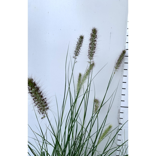 171 - THREE ORNAMENTAL GRASSES, ONE PENNISETUM 'HAMELN', ONE CAREX 'FROSTED CURLS' AND ONE CAREX 'EVEREST'... 