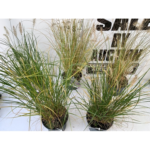 174 - FIVE ORNAMENTAL PENNISETUM GRASSES IN 3 LTR POTS. APPROX 80-90CM IN HEIGHT PLUS VAT TO BE SOLD FOR T... 