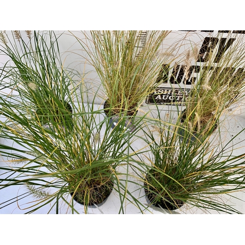 174 - FIVE ORNAMENTAL PENNISETUM GRASSES IN 3 LTR POTS. APPROX 80-90CM IN HEIGHT PLUS VAT TO BE SOLD FOR T... 