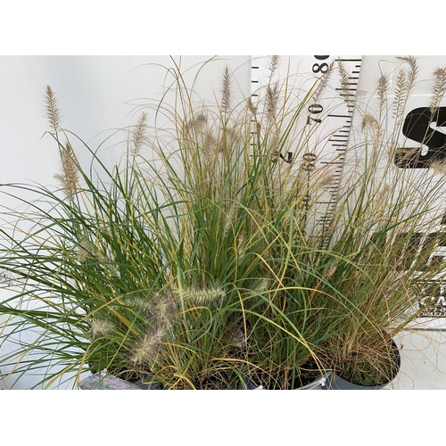 174 - FIVE ORNAMENTAL PENNISETUM GRASSES IN 3 LTR POTS. APPROX 80-90CM IN HEIGHT PLUS VAT TO BE SOLD FOR T... 