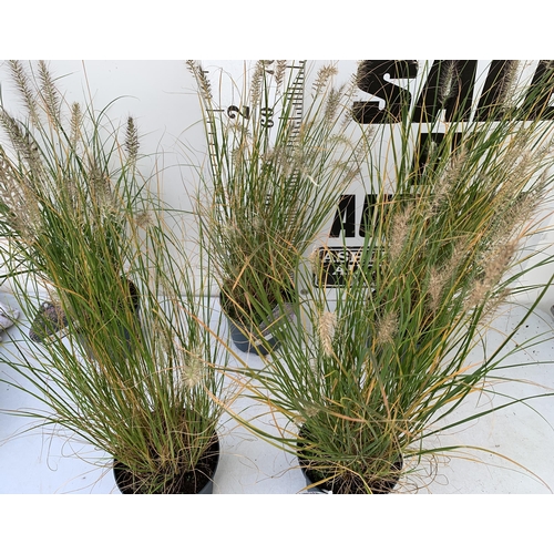 175 - FIVE ORNAMENTAL PENNISETUM GRASSES IN 3 LTR POTS. APPROX 80-90CM IN HEIGHT PLUS VAT TO BE SOLD FOR T... 