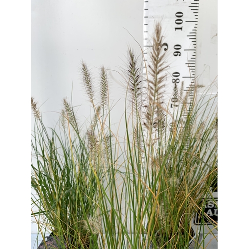 175 - FIVE ORNAMENTAL PENNISETUM GRASSES IN 3 LTR POTS. APPROX 80-90CM IN HEIGHT PLUS VAT TO BE SOLD FOR T... 