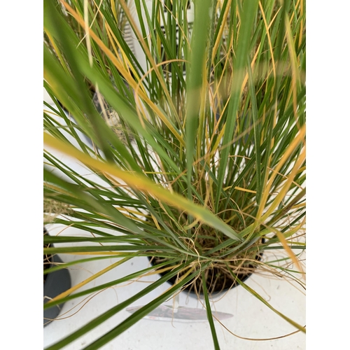 175 - FIVE ORNAMENTAL PENNISETUM GRASSES IN 3 LTR POTS. APPROX 80-90CM IN HEIGHT PLUS VAT TO BE SOLD FOR T... 