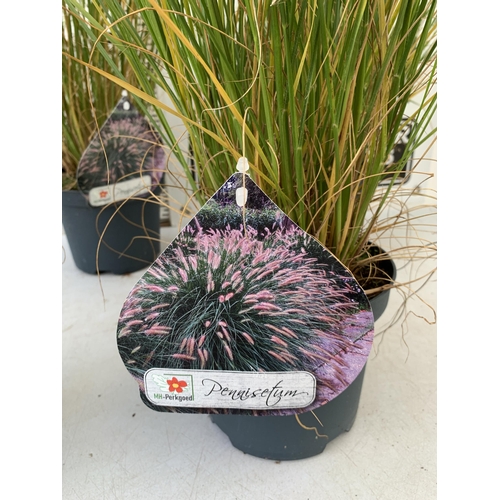 175 - FIVE ORNAMENTAL PENNISETUM GRASSES IN 3 LTR POTS. APPROX 80-90CM IN HEIGHT PLUS VAT TO BE SOLD FOR T... 