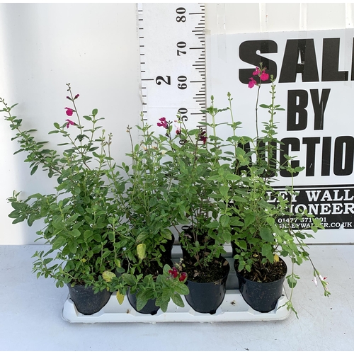 18 - EIGHT SALVIAS IN MIXED COLOURS ON A TRAY IN 1 LTR POTS. APPROX 50-70CM IN HEIGHT PLUS VAT TO BE SOLD... 