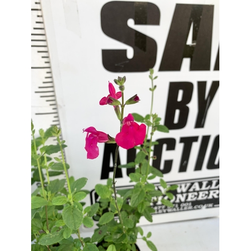 18 - EIGHT SALVIAS IN MIXED COLOURS ON A TRAY IN 1 LTR POTS. APPROX 50-70CM IN HEIGHT PLUS VAT TO BE SOLD... 