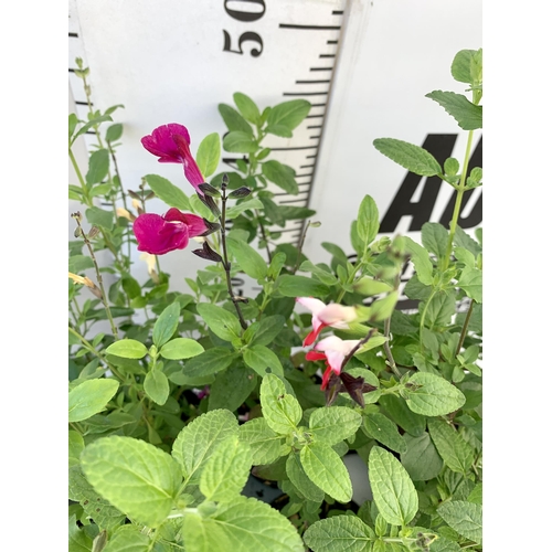 18 - EIGHT SALVIAS IN MIXED COLOURS ON A TRAY IN 1 LTR POTS. APPROX 50-70CM IN HEIGHT PLUS VAT TO BE SOLD... 