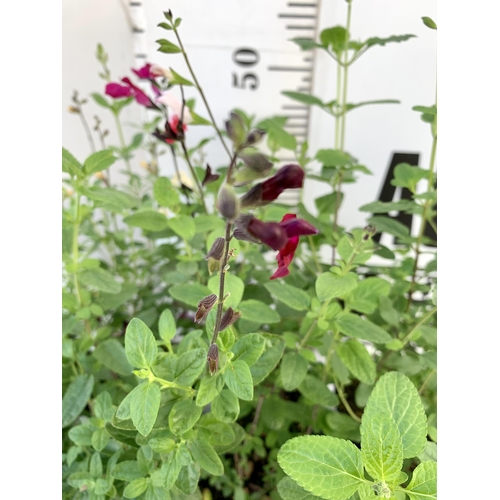 18 - EIGHT SALVIAS IN MIXED COLOURS ON A TRAY IN 1 LTR POTS. APPROX 50-70CM IN HEIGHT PLUS VAT TO BE SOLD... 