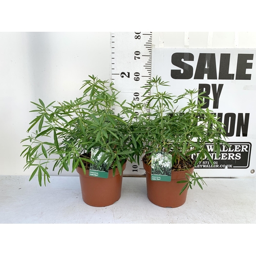 180 - TWO LARGE CHOISYA TERNATA 'AZTEC PEARL' IN 5 LTR POTS APPROX 60CM IN HEIGHT PLUS VAT TO BE SOLD FOR ... 