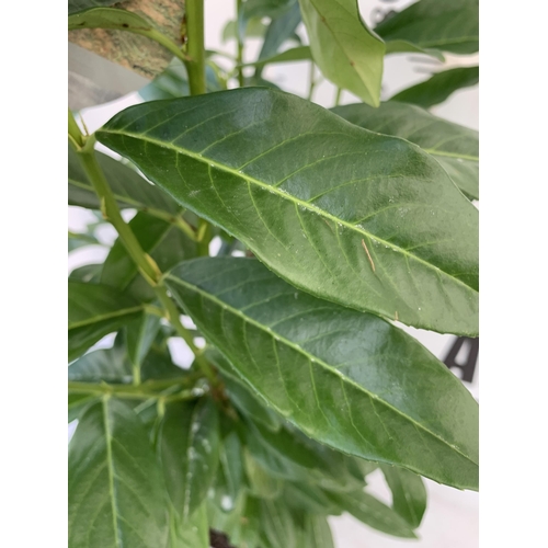 182 - ONE LARGE PRUNUS LAUROCERASUS 'GENOLIA MARIBLON' IN A 5 LTR POT. APPROX 130CM IN HEIGHT PLUS VAT