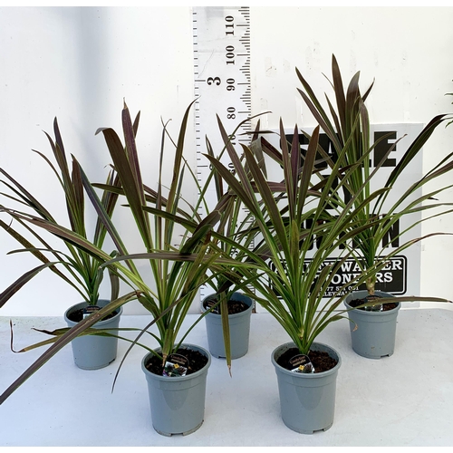 185 - FIVE LARGE CORDYLINE AUSTRALIS GREEN, APPROX 1 METRE IN HEIGHT. SOLD IN 2 LTR POTS PLUS VAT TO BE SO... 