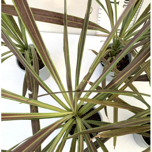 185 - FIVE LARGE CORDYLINE AUSTRALIS GREEN, APPROX 1 METRE IN HEIGHT. SOLD IN 2 LTR POTS PLUS VAT TO BE SO... 