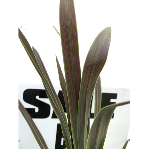 185 - FIVE LARGE CORDYLINE AUSTRALIS GREEN, APPROX 1 METRE IN HEIGHT. SOLD IN 2 LTR POTS PLUS VAT TO BE SO... 