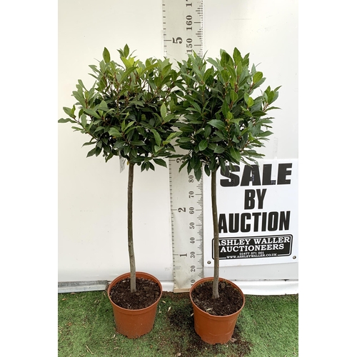 19 - A PAIR OF STANDARD BAY TREES 'LAURUS NOBILIS' IN 10 LTR POTS APPROX 150CM IN HEIGHT TO BE SOLD FOR T... 