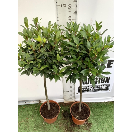 19 - A PAIR OF STANDARD BAY TREES 'LAURUS NOBILIS' IN 10 LTR POTS APPROX 150CM IN HEIGHT TO BE SOLD FOR T... 