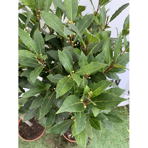 19 - A PAIR OF STANDARD BAY TREES 'LAURUS NOBILIS' IN 10 LTR POTS APPROX 150CM IN HEIGHT TO BE SOLD FOR T... 