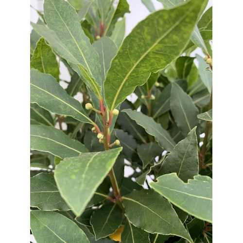 19 - A PAIR OF STANDARD BAY TREES 'LAURUS NOBILIS' IN 10 LTR POTS APPROX 150CM IN HEIGHT TO BE SOLD FOR T... 