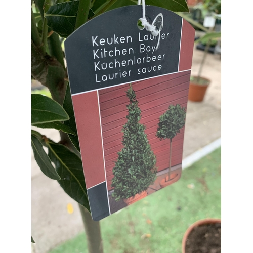 19 - A PAIR OF STANDARD BAY TREES 'LAURUS NOBILIS' IN 10 LTR POTS APPROX 150CM IN HEIGHT TO BE SOLD FOR T... 