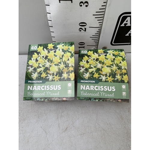 198 - EIGHTY BOTANICAL MIX NARCISSUS BULBS IN TWO PACKS. PLUS VAT TO BE SOLD FOR THE EIGHTY