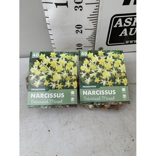 199 - EIGHTY BOTANICAL MIX NARCISSUS BULBS IN TWO PACKS. PLUS VAT TO BE SOLD FOR THE EIGHTY