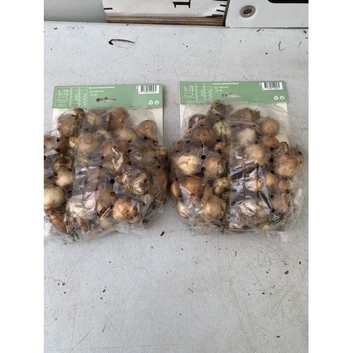 199 - EIGHTY BOTANICAL MIX NARCISSUS BULBS IN TWO PACKS. PLUS VAT TO BE SOLD FOR THE EIGHTY