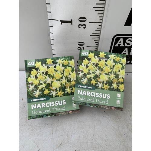 200 - EIGHTY BOTANICAL MIX NARCISSUS BULBS IN TWO PACKS. PLUS VAT TO BE SOLD FOR THE EIGHTY