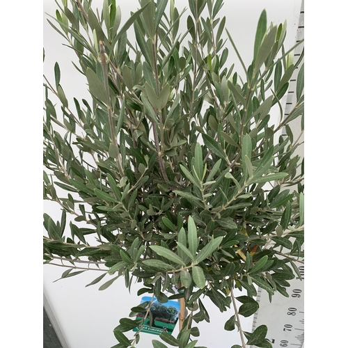 206 - TWO LARGE ITALIAN OLIVE STANDARD TREES OVER 180CM IN HEIGHT IN 9 LTR POTS NO VAT TO BE SOLD FOR THE ... 