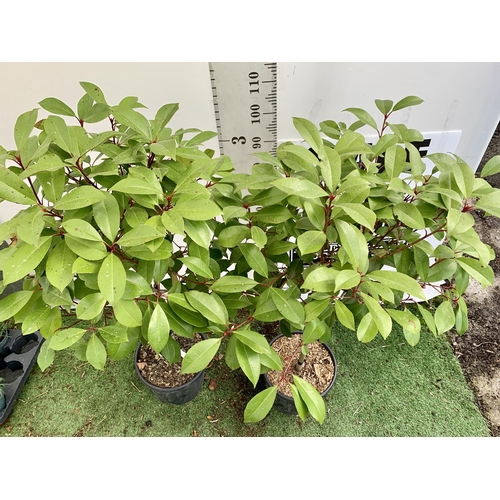 207 - A PAIR OF STANDARD PHOTINIA FRASERI RED ROBIN TREES 130CM TALL IN A 10 LTR POT TO BE SOLD FOR THE PA... 