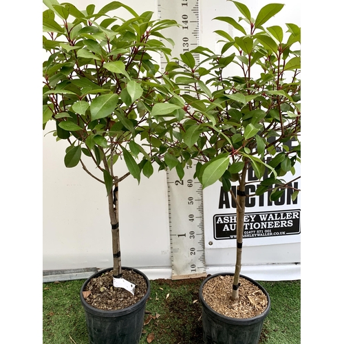 207 - A PAIR OF STANDARD PHOTINIA FRASERI RED ROBIN TREES 130CM TALL IN A 10 LTR POT TO BE SOLD FOR THE PA... 