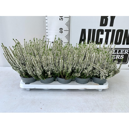 21 - TEN WHITE HEATHER PLANTS IN 9CM POTS ON A TRAY. APPROX 40CM IN HEIGHT PLUS VAT TO BE SOLD FOR THE TE... 