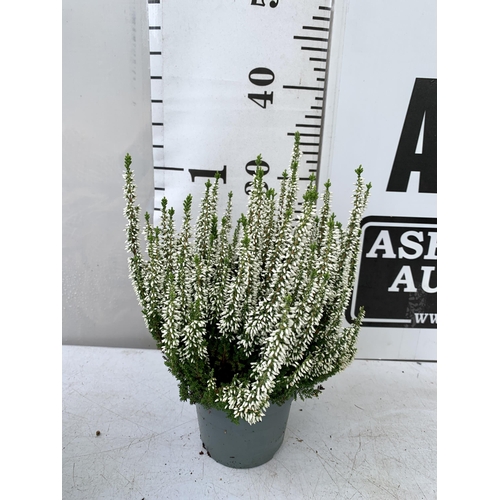 21 - TEN WHITE HEATHER PLANTS IN 9CM POTS ON A TRAY. APPROX 40CM IN HEIGHT PLUS VAT TO BE SOLD FOR THE TE... 