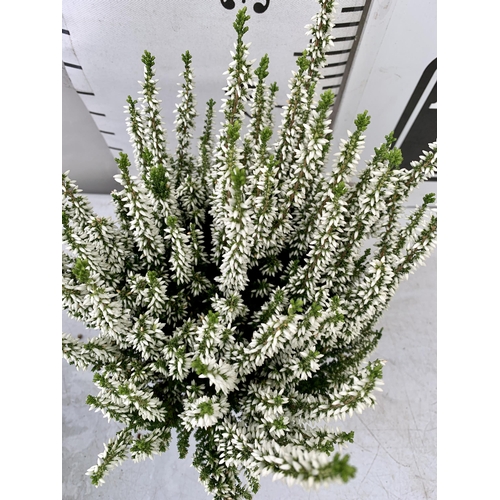 21 - TEN WHITE HEATHER PLANTS IN 9CM POTS ON A TRAY. APPROX 40CM IN HEIGHT PLUS VAT TO BE SOLD FOR THE TE... 